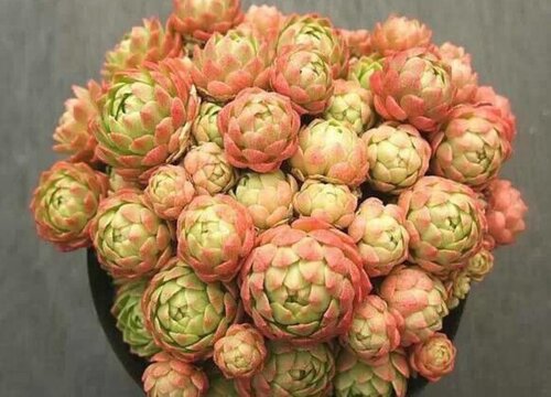 红颜瓦莲多肉怎么养出状态