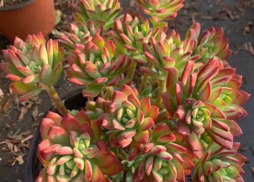 红颜瓦莲多肉怎么养出状态