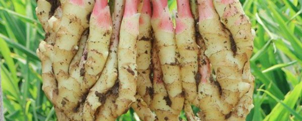 吃嫩姜的好处与坏处