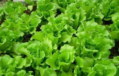 生菜的正确种植方法