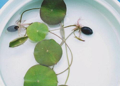 睡莲怎么发芽快