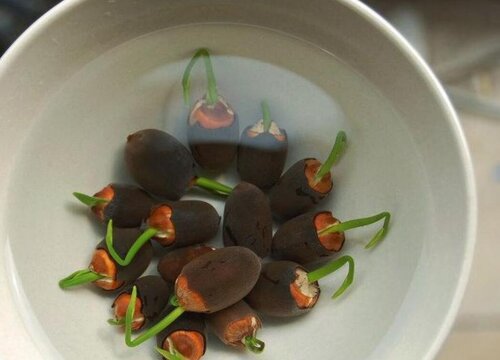 睡莲怎么发芽快