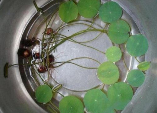 睡莲怎么发芽快