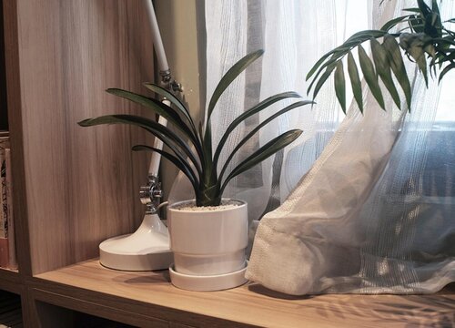 君子兰叶片发黄化水是什么原因