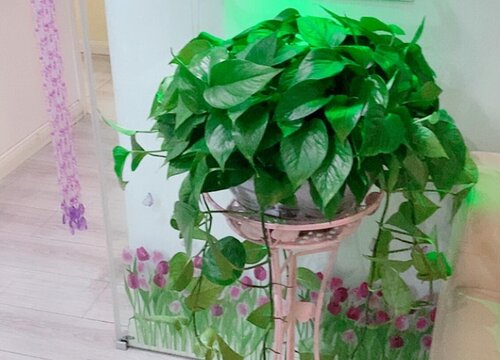 用什么浇绿萝长得茂盛