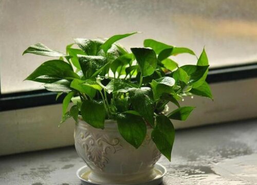 用什么浇绿萝长得茂盛