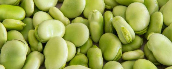 家里蚕豆怎么种植方法