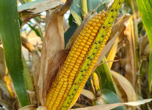 24行特大红轴玉米品种