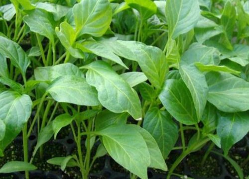 辣椒为什么不开花不结果怎么办