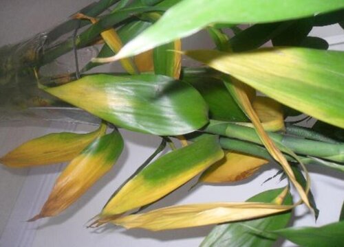 富贵竹叶子干枯怎么办