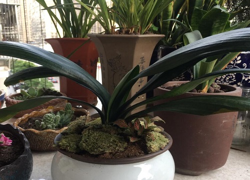 君子兰平时养护中可以施加什么废料开花旺