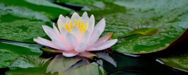 睡莲种植后的养护方法