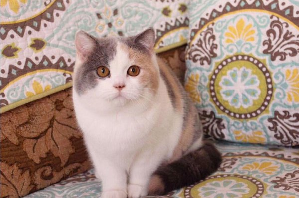 英短颜色有哪些