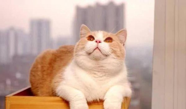 英短颜色有哪些