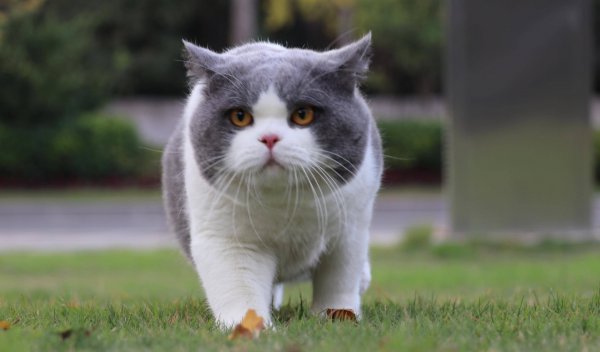 英短颜色有哪些