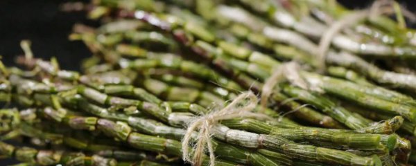 石斛新鲜的食用方法