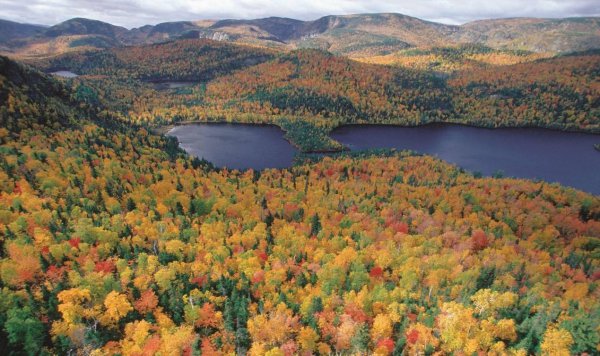 枫叶之国指的是哪个国家