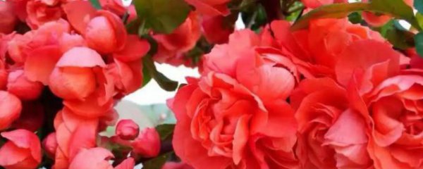 海棠花冬天种植可以吗