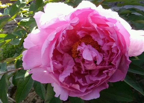 我国国花是什么花