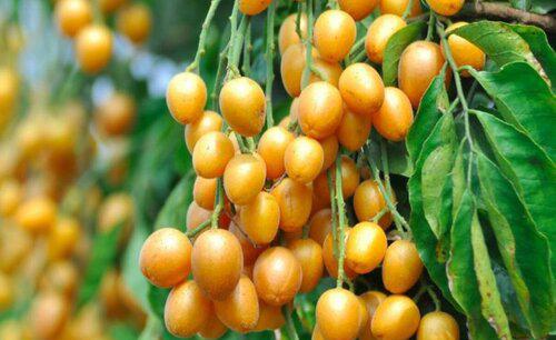 黄皮树怎样嫁接提高成活率