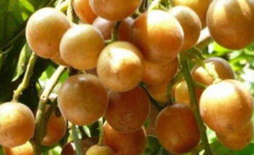 黄皮树怎样嫁接提高成活率