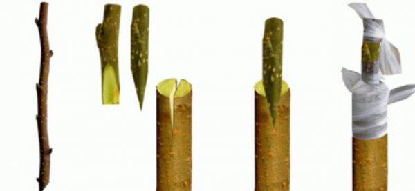 黄皮树怎样嫁接提高成活率