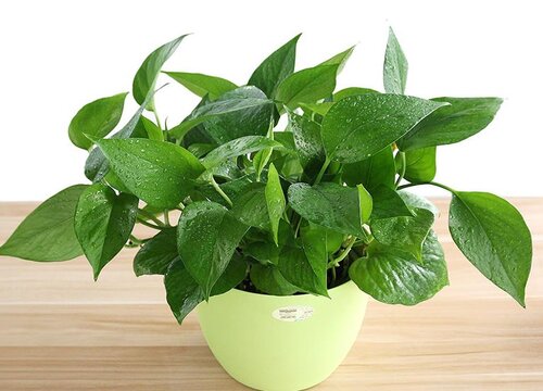 绿萝的寓意与风水