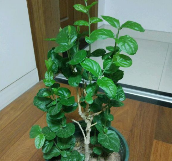 茉莉花什么时候修剪好