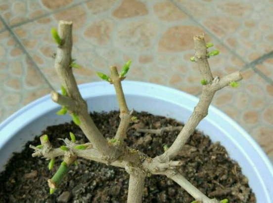 茉莉花什么时候修剪好