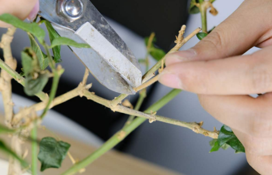 茉莉花什么时候修剪好