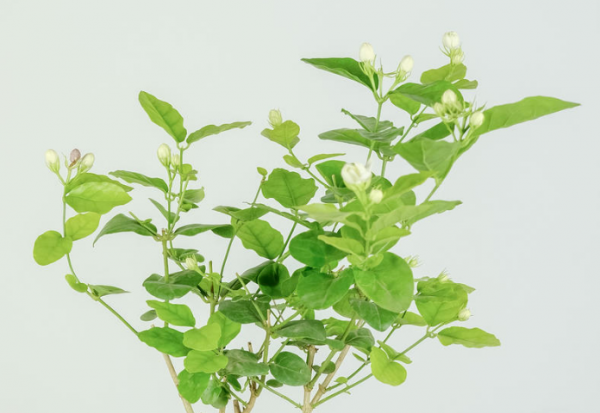 茉莉花什么时候修剪好