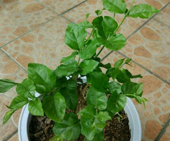 茉莉花什么时候修剪好