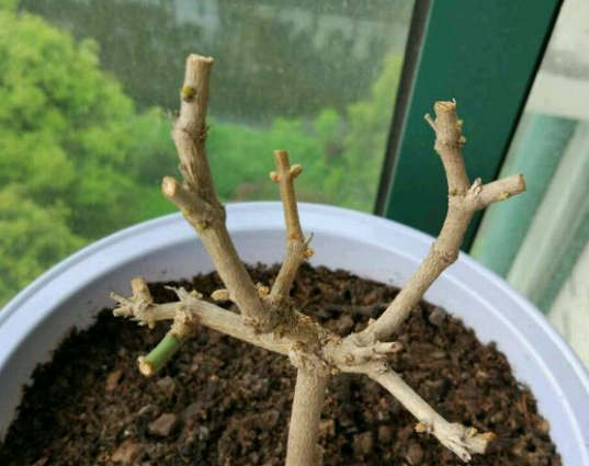 茉莉花什么时候修剪好