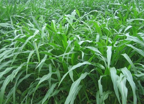 墨西哥玉米草是多年生还是一年生