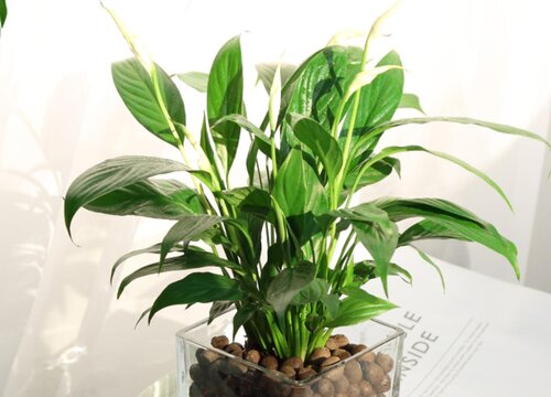 一帆风顺花多少钱一盆