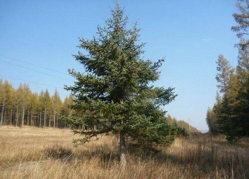 松树开花有什么寓意