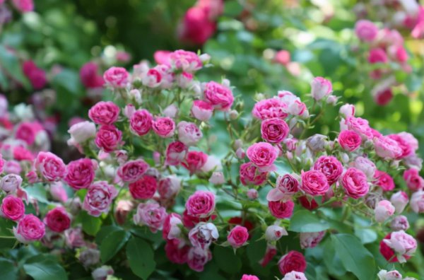 月季胭脂扣优缺点