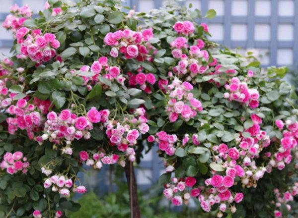 月季胭脂扣优缺点