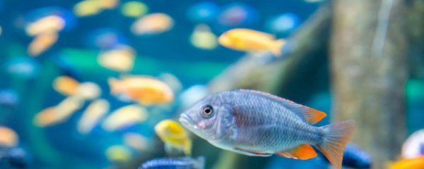 金鱼放鱼缸多久合适繁殖