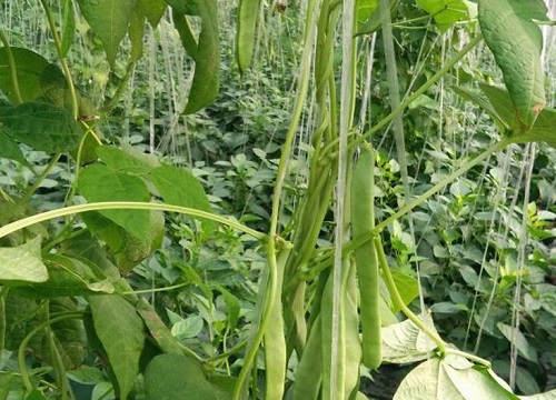 菜豆种植时间和方法