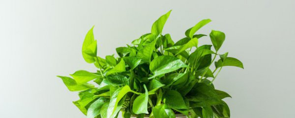 绿萝的种植方法和注意事项