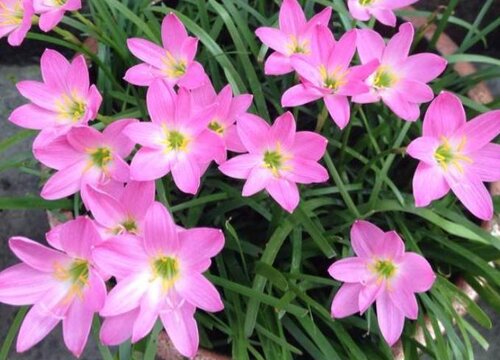 韭兰花期是什么时候