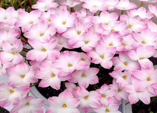 韭兰花期是什么时候