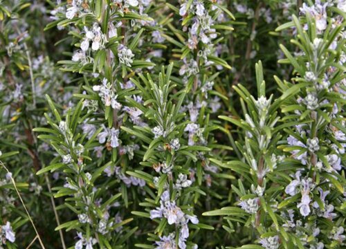 有什么花的花语是迷茫