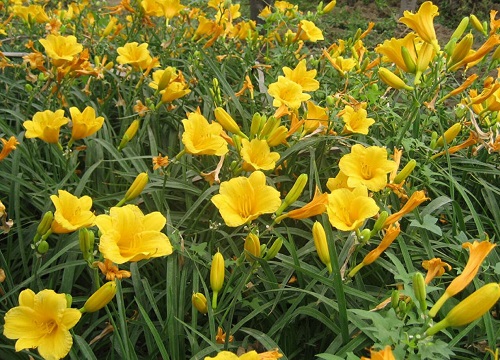 有什么花的花语是迷茫