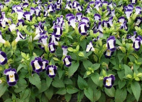 有什么花的花语是迷茫