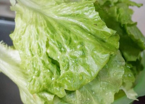 生菜是单子叶还是双子叶植物