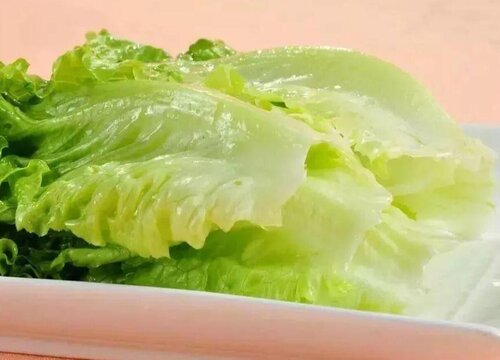 生菜是单子叶还是双子叶植物