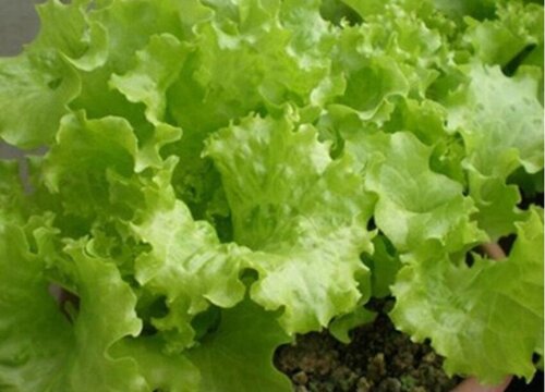 生菜是单子叶还是双子叶植物