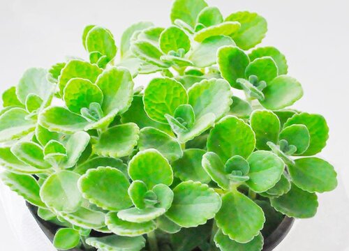 碰碰香好养活吗